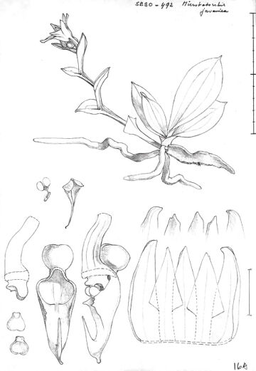 Taeniophyllum javanicum