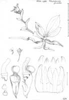 Taeniophyllum javanicum: Taeniophyllum javanicum (J.J.Sm.) Kocyan & Schuit. (as Microtatorchis javanica J.J.Sm.), habit and floral analysis, drawing J. J. Vermeulen, based on SBGO 492 from Peninsular Malaysia