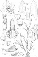 Dendrobium kruizingae: Dendrobium kruizingae de Vogel, E.Winkel & Vugt, drawing by Esmée Winkel in  Malesian Orchid J. 18: 108. 2016, fig. 6., based on the holotype: Leiden cult. 20081568. 
