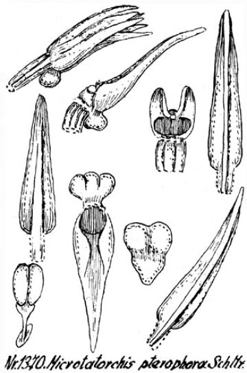 Taeniophyllum pterophorum