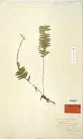Dendrobium patentissimum: Dendrobium patentissimum J.J.Sm., isotype specimen: Gjellerup 855 (L)