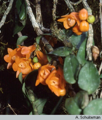 Dendrobium wentianum