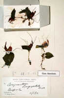 Corybas longipetalus: Corysanthes longipetala Ridl., herbarium sheet, holotype specimen (BM)