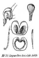 Corybas leucotyle: Corysanthes leucotyle Schltr., from Repert. Spec. Nov. Regni Veg. Beih. 21 (1923) t. 12, fig. 35