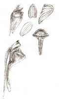 Dendrobium verruculosum: Dendrobium verruculosum Schltr., drawing J.J. Smith, based on Lam 1577