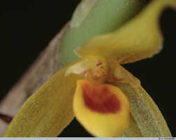 Bulbophyllum erythrosema: Bulbophyllum erythrosema J.J.Verm., flower detail, centre of flower, oblique front view, photo A. Schuiteman, Leiden cult. 20031546 (de Vogel & Vogel), from Papua New Guinea, Central Prov.