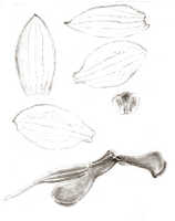 Styloglossum ventilabrum: Styloglossum ventilabrum (Rchb.f.) T.Yukawa & P.J.Cribb, as Calanthe chrysantha Schltr., drawing J.J. Smith, from Mayr 531
