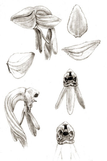 Habenaria lamii