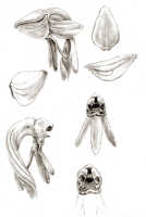 Habenaria lamii: Habenaria lamii J.J.Sm., drawing J.J. Smith, from Lam 1743