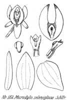 Crepidium seleniglossum: Crepidium seleniglossum (Schltr.) Szlach. (as Microstylis seleniglossa Schltr.), drawing R. Schlechter in Repert. Spec. Nov. Regni Veg. Beih. 21 (1923) t. 44, fig. 152