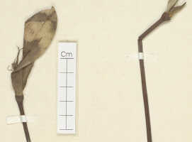 Dendrobium isthmiferum: Dendrobium isthmiferum J.J.Sm., detail of holotype specimen: Docters van Leeuwen 10017 (L)