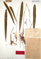 Liparis condylobulbon: Liparis confusa J.J.Sm. var. papuana J.J.Sm., herbarium sheet, Janowsky 156 (syntype specimen BO)