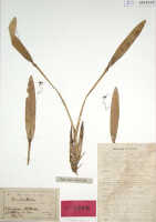 Dendrobium longicolle: Dendrobium longicolle Lindl., as Dendrobium compressicolle J.J.Sm., isotype specimen: Gjellerup 411 (BO)