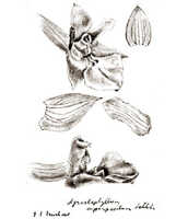 Agrostophyllum superpositum: overview picture