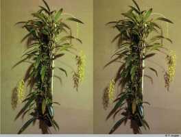Bulbophyllum chloranthum: Bulbophyllum chloranthum Schltr., plant habit, photo P. Jongejan, collection Royal Botanic Gardens, Kew, cult. P. Jongejan 337