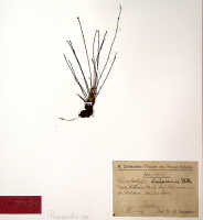 Ceratostylis dischorensis: Ceratostylis dischorensis Schltr., herbarium sheet, Schlechter 19672, isotype specimen (BO)