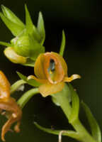 Crepidium epiphyticum: Crepidium epiphyticum (Schltr.) Szlach., inflorescence with flower, photo André Schuiteman, from Arfak Mts., Schuiteman 2014-86