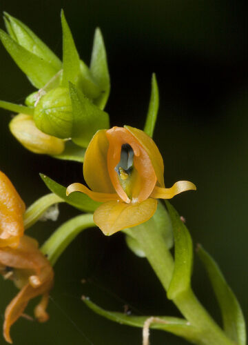 Crepidium epiphyticum