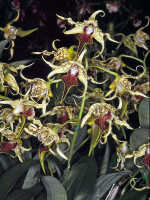 Dendrobium alexandrae: Dendrobium alexandrae Schltr., photo John Cara, flowers. cult John Cara, from PNG.