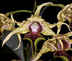 Dendrobium alexandrae: Dendrobium alexandrae Schltr., photo John Cara, plant habit, cult John Cara, from PNG.
