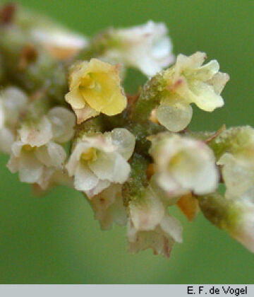 Schoenorchis micrantha