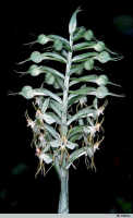 Habenaria trichaete: Habenaria trichaete Schltr., inflorescence, photo W. Harris