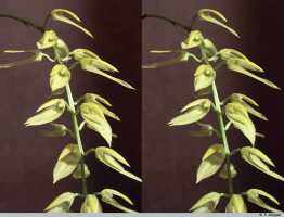 Bulbophyllum chloranthum: Bulbophyllum chloranthum Schltr., part of inflorescence, photo P. Jongejan, collection Royal Botanic Gardens, Kew, cult. P. Jongejan 605