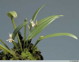 Dendrobium arfakense: Dendrobium arfakense J.J.Sm., habit, photo A. Schuiteman, based on Leiden cult. 981070