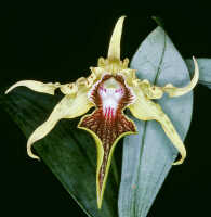 Dendrobium alexandrae: Dendrobium alexandrae Schltr., photo John Cara, flower, front view, cult John Cara, from PNG.