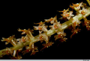 Oberonia bifida: Oberonia bifida Schltr., part inflorescence, photo E.F. de Vogel, Leiden cult. 20031896