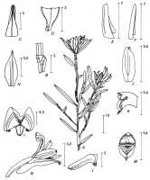 Glomera kanke: Glomera kanke P.Royen, as Glomera lacireperta P.Royen, drawing Pieter van Royen, in P.Royen, Alp. Fl. New Guinea 2 (1979) 542, fig. 190. based on ANU 16031 (Hope)