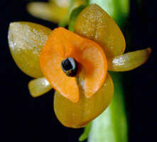 Crepidium rhinoceros: Crepidium rhinoceros (J.J.Sm.) Szlach., flower, front view, photo E.F. de Vogel, Leiden cult. 20031589 (Harris), from Papua New Guinea, Gulf prov.