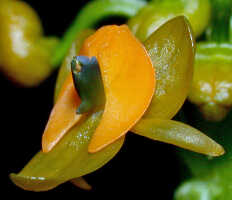 Crepidium rhinoceros: Crepidium rhinoceros (J.J.Sm.) Szlach., flower, oblique lateral view, photo E.F. de Vogel, Leiden cult. 20031589 (Harris), from Papua New Guinea, Gulf prov.