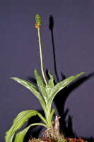 Crepidium rhinoceros: Crepidium rhinoceros (J.J.Sm.) Szlach., plant habit, photo E.F. de Vogel, Leiden cult. 20031589 (Harris), from Papua New Guinea, Gulf prov.