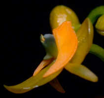 Crepidium rhinoceros: Crepidium rhinoceros (J.J.Sm.) Szlach., flower, latertal view, photo E.F. de Vogel, Leiden cult. 20031589 (Harris), from Papua New Guinea, Gulf prov.