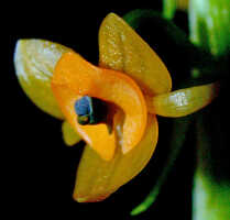 Crepidium rhinoceros: Crepidium rhinoceros (J.J.Sm.) Szlach., flower, oblique front view, photo E.F. de Vogel, Leiden cult. 20031589 (Harris), from Papua New Guinea, Gulf prov.