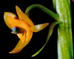 Crepidium rhinoceros: Crepidium rhinoceros (J.J.Sm.) Szlach., flower, oblique latertal view, photo E.F. de Vogel, Leiden cult. 20031589 (Harris), from Papua New Guinea, Gulf prov.
