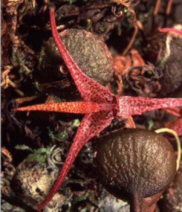 Bulbophyllum cyrtophyllum