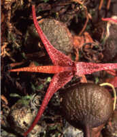 Bulbophyllum cyrtophyllum: Overview picture of Bulbophyllum cyrtophyllum J.J.Verm.