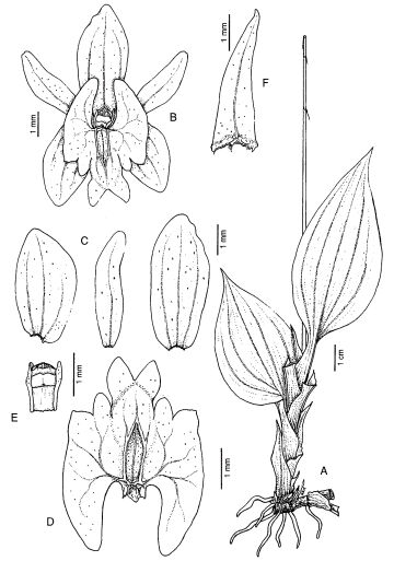 Crepidium ochyranum
