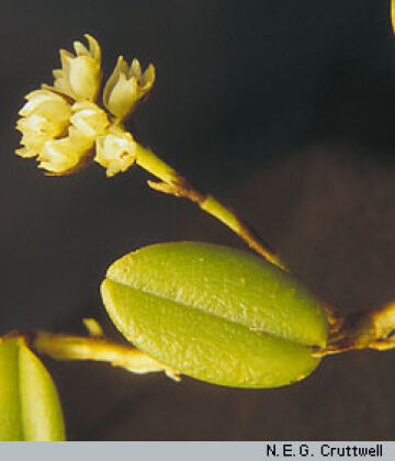 Phreatia scandens