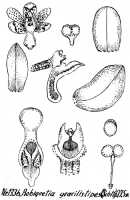 Robiquetia gracilistipes: Robiquetia gracilistipes (Schltr.) J.J.Sm., as Robiquetia gracilistipes (Schltr.) J.J.Sm., drawing R. Schlechter in Repert. Spec. Nov. Regni Veg. Beih. 21 (1928) t. 346, fig. 1336