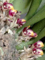 Bulbophyllum cryptanthoides: Bulbophyllum cryptanthoides J.J.Sm. aff., inflorescences, photo by Ed de Vogel, Leiden cult. 20120535 (N. & F. Juhonewe), from PNG. Morobe Prov.  I