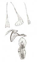Dendrobium aratriferum: Dendrobium aratriferum J.J.Sm., drawing J.J. Smith, based on Gjellerup 509