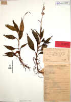 Crepidium protractum: Crepidium protractum (J.J.Sm.) Szlach. (as Microstylis protracta J.J.Sm. var. brevidens J.J.Sm.), herbarium sheet, Docters van Leeuwen 10931 (isotype specimen BO)