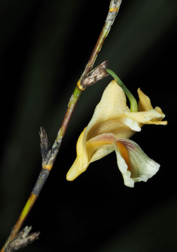 Dendrobium humboldtense