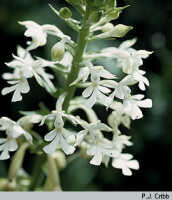 Calanthe triplicata: Calanthe triplicata (Willemet) Ames, inflorescence, photo P.J. Cribb, ex Papua (Indonesia), Baliem Valley