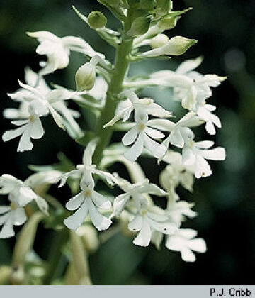 Calanthe triplicata