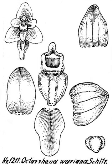 Octarrhena wariana