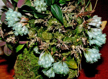 Dendrobium leucocyanum